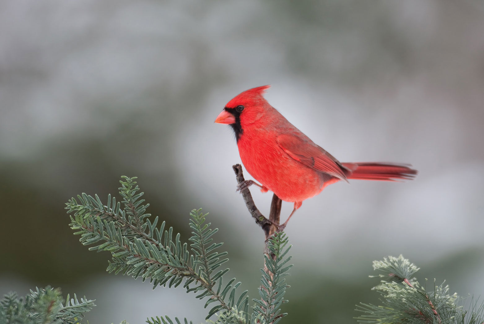 shutterstock_67449529.jpg